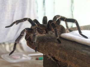 image of tarantula