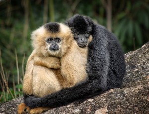 monkeys hug
