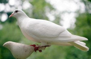 peace-dove