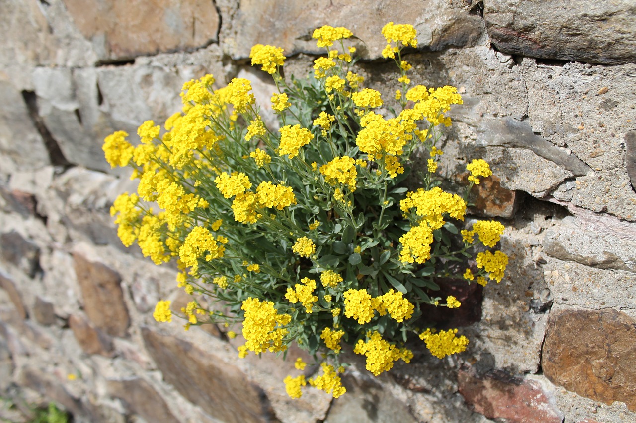 yellow-flowers-burst-through-wall