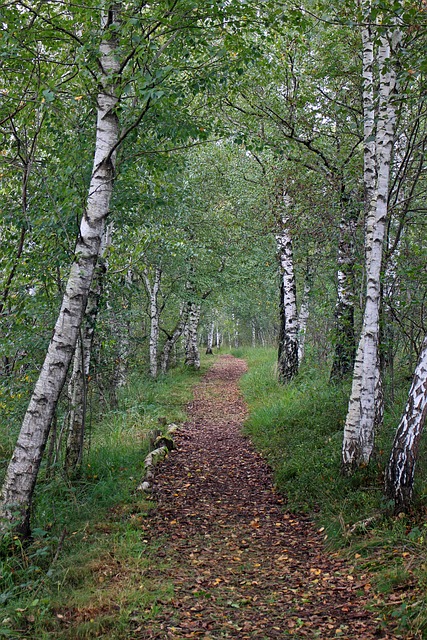 forest trail with birch trees